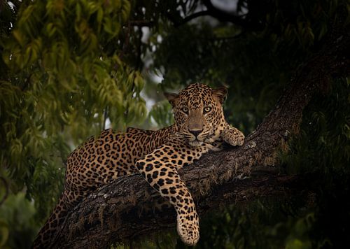 Leopard in Yala Sri Lanka