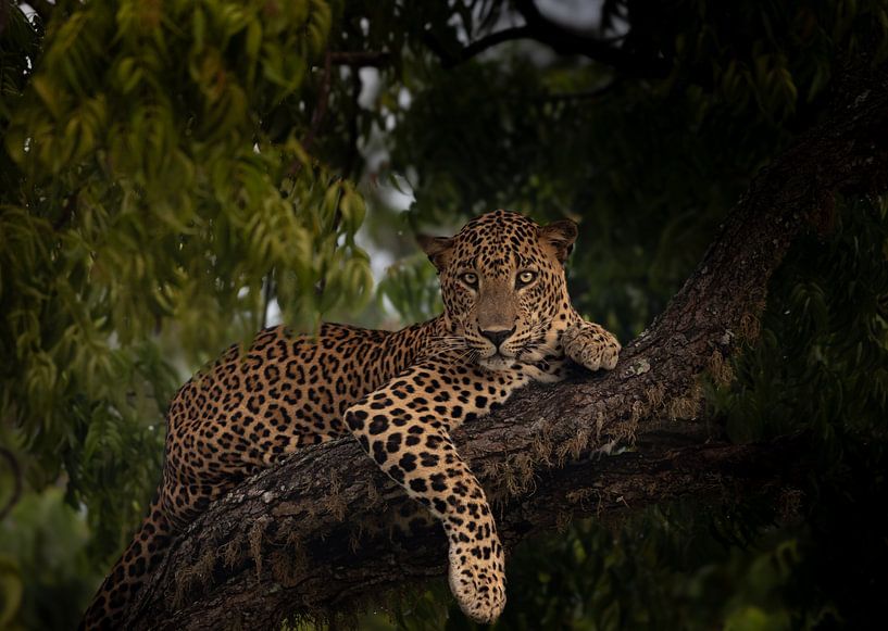 Leopard in Yala Sri Lanka by Nikita Herfkens