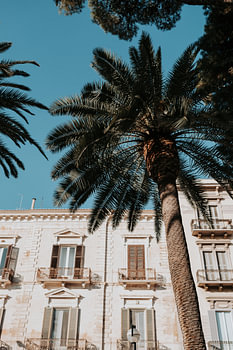 Italië | Puglia | Bari | palmbomen in de stad