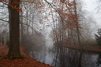 Beuk langs het water