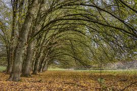 The tree arch by Ellen Weidenaar