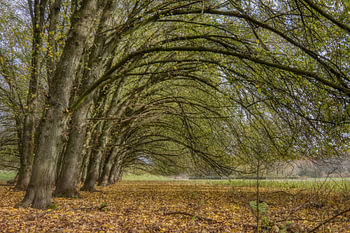 L'arche de l'arbre
