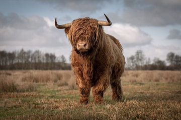 Imposanter schottischer Highlander-Bulle