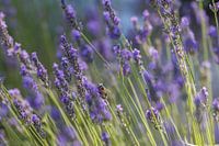 Frankrijk, Provence, Landel bloemen en bij