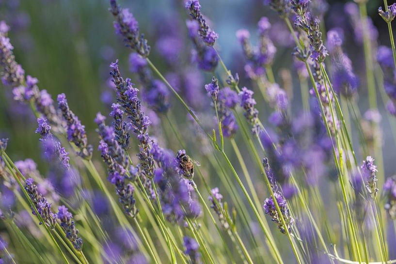 Frankreich, Provence, Landelblüten und Biene von Christoph Hermann