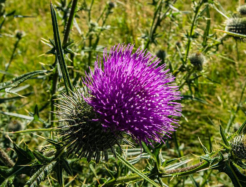 Distelbloem van Brian Morgan
