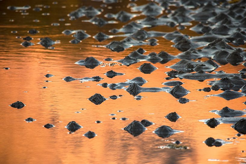 Golden water by Marc Hollenberg