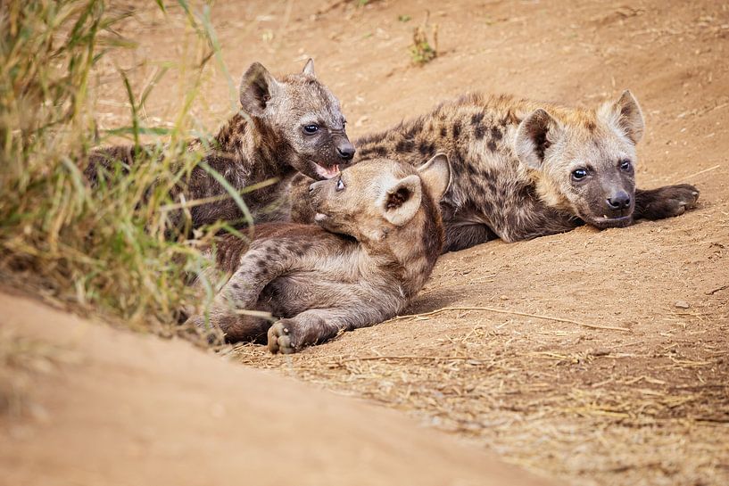 Hyena siblings by Meleah Fotografie