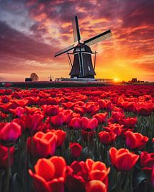 Windmühle im Sonnenaufgang im Blumenmeer