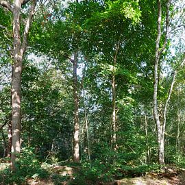 new nature in the forest by Wim vd Neut