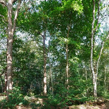 nieuwe natuur in het bos van Wim vd Neut