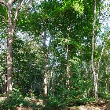 nieuwe natuur in het bos van Wim vd Neut