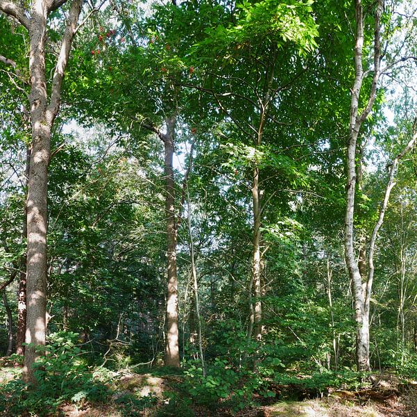 nieuwe natuur in het bos van Wim vd Neut
