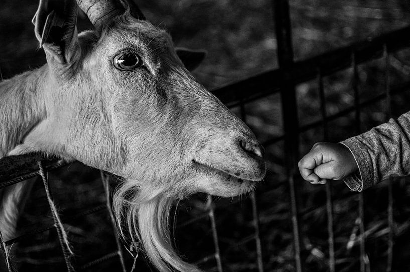 Ziege und Handje van Baby, der zum ersten Mal ein Treffen mit Herrn Goat hat. Nutztiere von Tom Poelstra