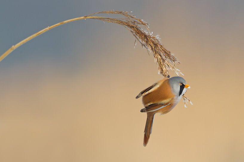 Anches barbues dans les roseaux en hiver par Jeroen Stel