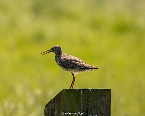 Common redshank on dam post