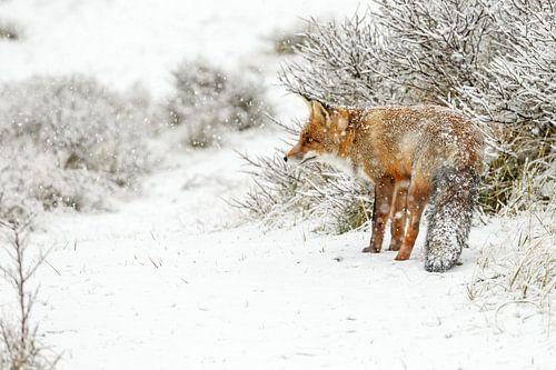 Renard dans un paysage d'hiver