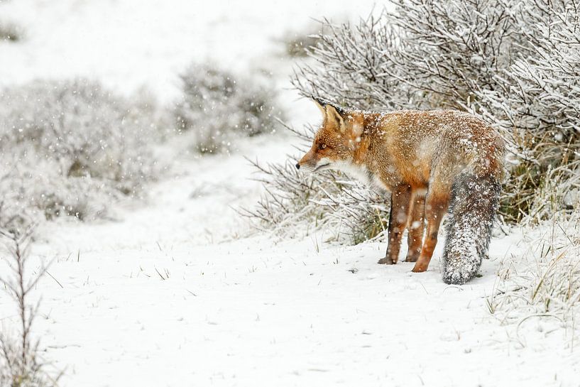 Fuchs in einer Winterlandschaft von Menno Schaefer