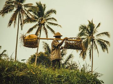 Een rijstverbouwer aan het werk van Fabian Bosman