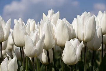 weiße Tulpen auf dem Tulpenfeld an einem sonnigen Tag von W J Kok