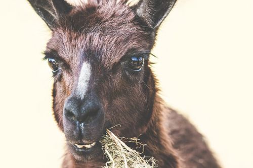 Bruine Lama aan het eten