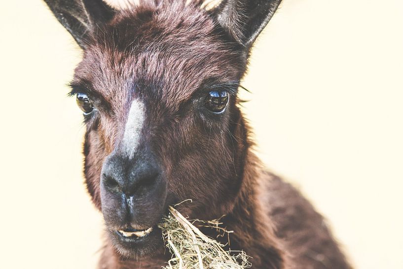 Braunes Lama beim Essen von Gig-Pic by Sander van den Berg