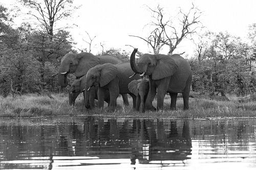 Olifanten van de Okavango Delta