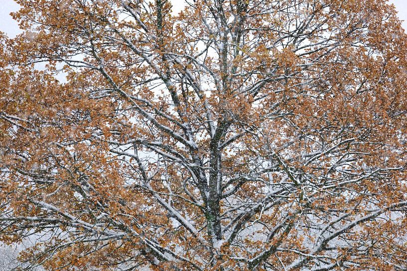 Schöner Winterwald von Thomas Jäger