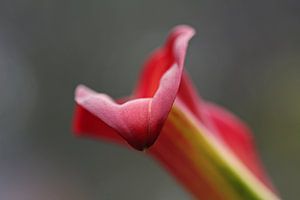Arum