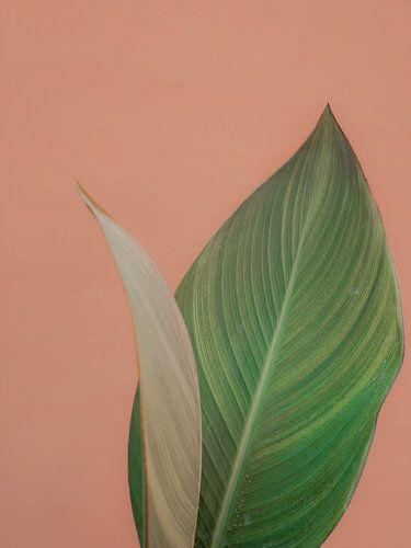 Plant bij pastel muur minimalistisch | reisfotografie fine art print | India