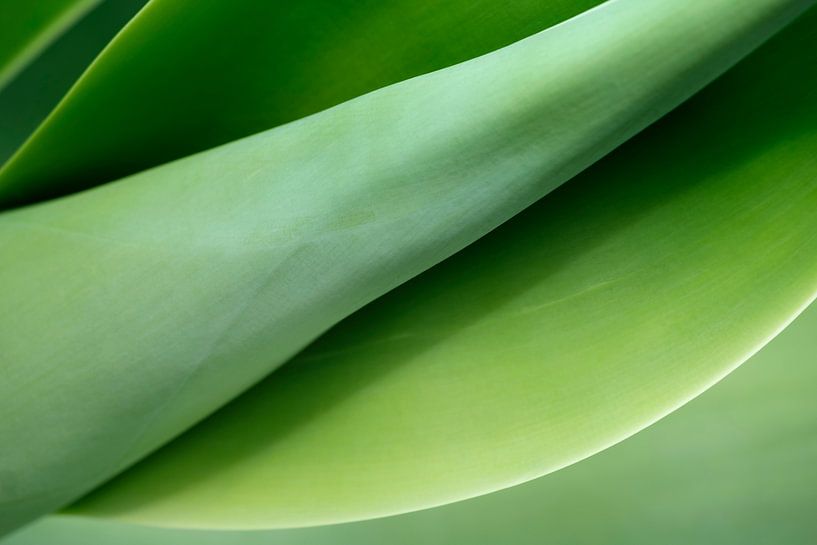 Een plant met een mooie naam van Truus Nijland