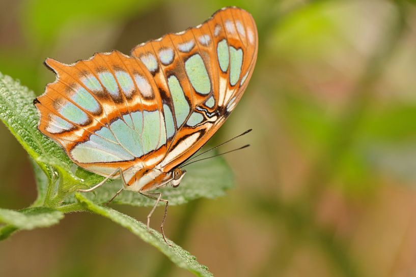 oranje gevlekte vlinder by Mieke Verkennis
