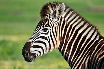 Portret van een jonge zebra van Werner Lehmann