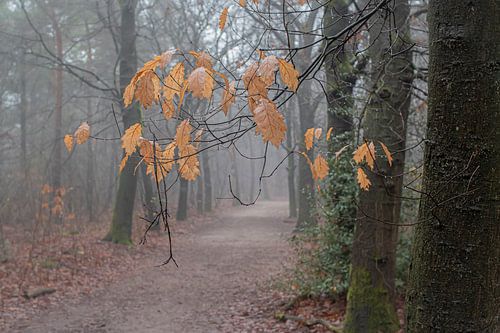 Herfstblaadjes in mistig bos