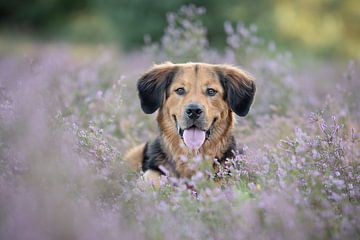 Hond op de hei van Mariska van der Heijden