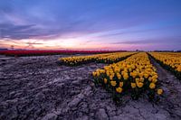 Tulipfield 2 Ter Hole, Zealand, Pays-Bas
