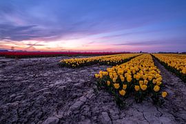 Tulipfield 2 Ter Hole, Zealand, Netherlands by Lemayee