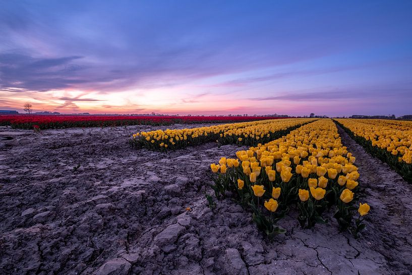 Tulpenveld 2 Ter Hole, Zeeland, Nederland van Lemayee