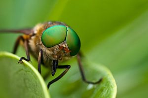 Vlieg met grote groene ogen