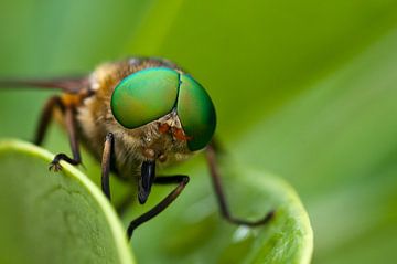 Fliege mit großen grünen Augen von Miranda van Hulst