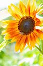 Sonnenblume mit Biene von Thomas Heitz Miniaturansicht