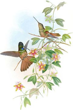 Violet-Throated Star-Frontlet, John Gould van Hummingbirds