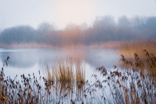 Couleurs d'automne au bord de l'eau enveloppée de brume