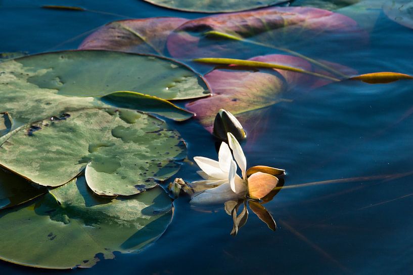 Nymphaea van Robert Snoek