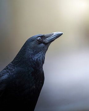 Schwarze Krähe in der Stadt von Tom Zwerver