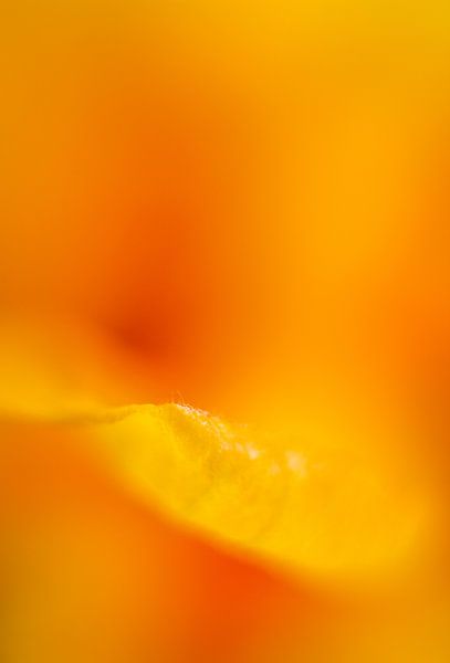 petal by Vliner Flowers