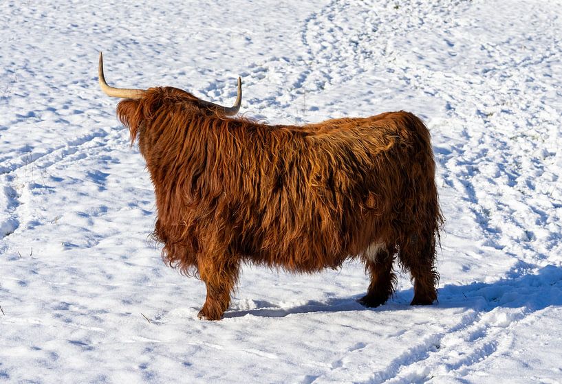 Schottisches Hochlandrind in einer Winterlandschaft von Animaflora PicsStock