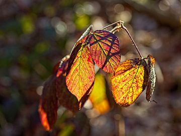 Blackberry leaf at low sun by Rob Boon