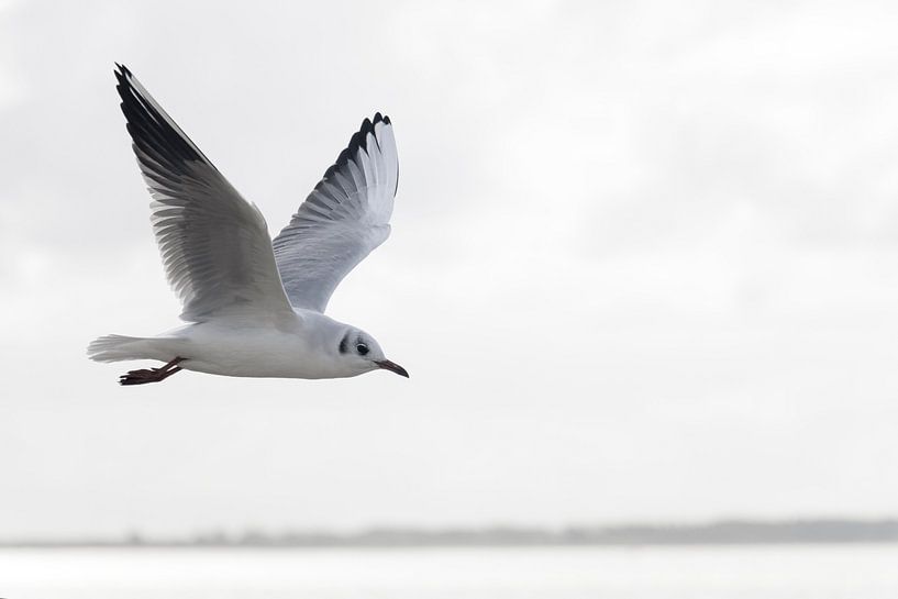 black-headed gull by picsbyronenvief