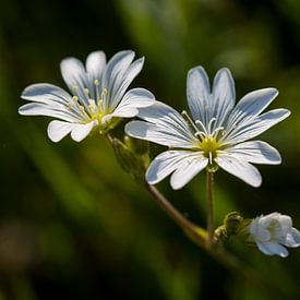 Witte bloem, Grasmuur van Jip van de Nes